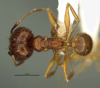 Media type: image;   Entomology 34312 Aspect: habitus dorsal